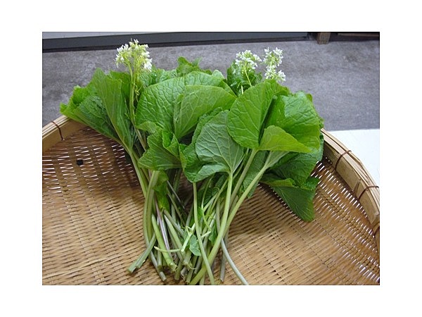 佐賀県の葉わさび