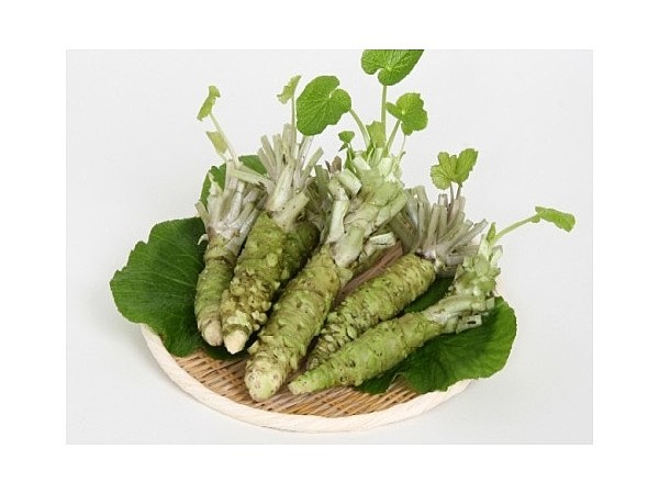 山形わさび　雪芭蕉