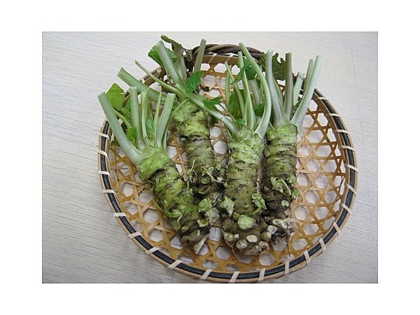 安曇野のわさび