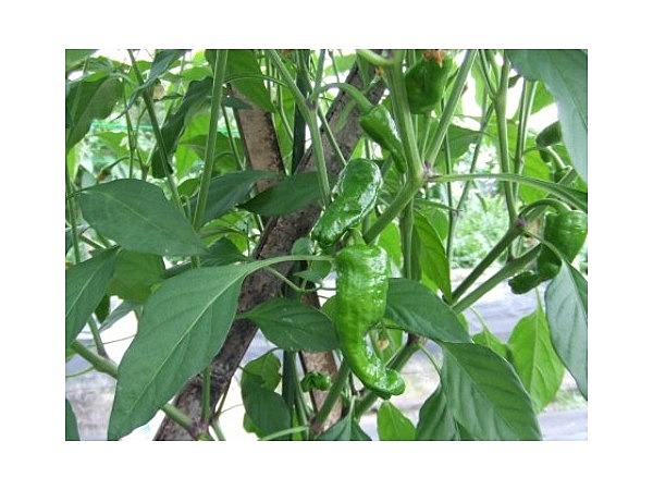 杉谷とうがらし