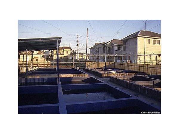 堀口金魚養魚場