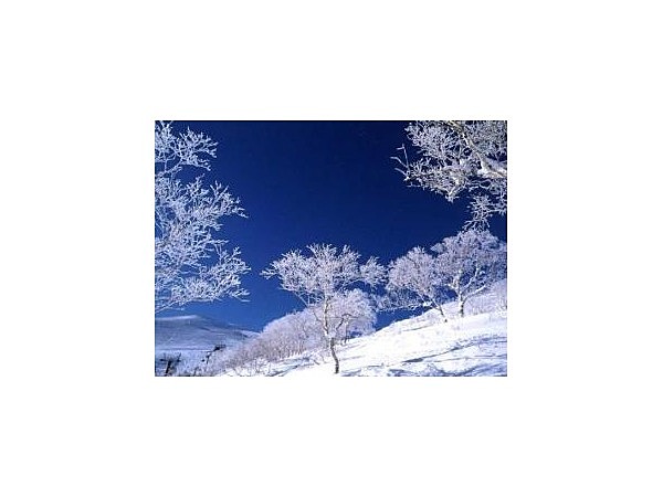 ニセコアンヌプリの樹氷