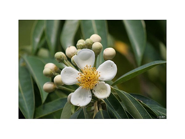 ムニンヒメツバキ