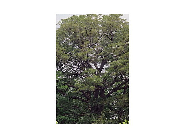 竹内家の大けやき