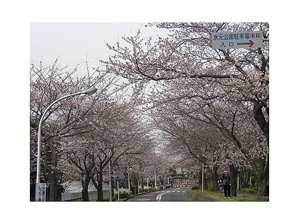 水元さくら堤