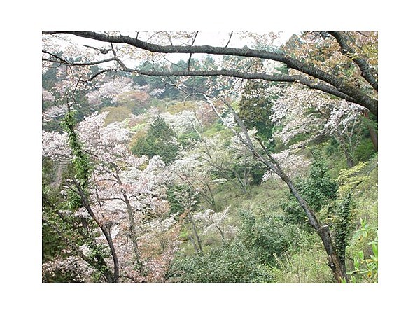 金比羅公園の桜(東京都)