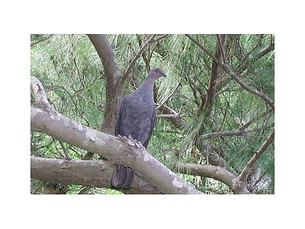 アカガシラカラスバト