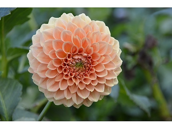 町田薬師池公園四季彩の杜 ダリア園