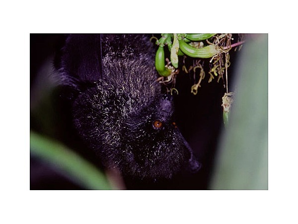 オガサワラオオコウモリ