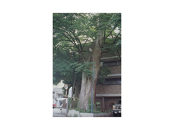 吉祥寺旧本宿のケヤキ
