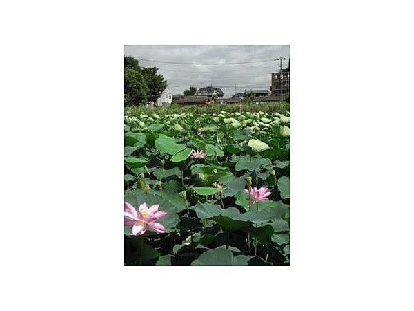 蓮（水元公園）