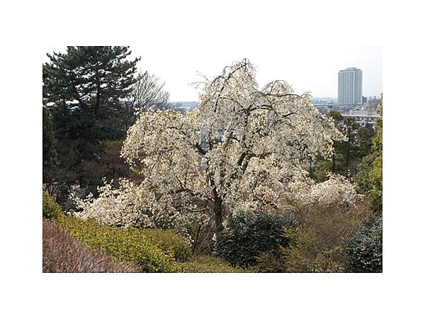 上野毛のコブシ