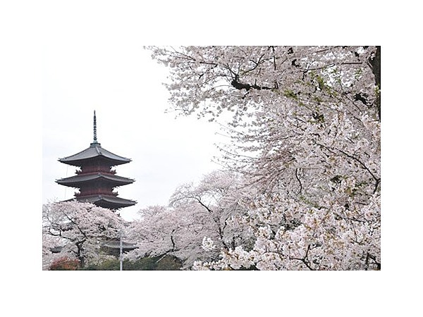 池上本門寺の桜