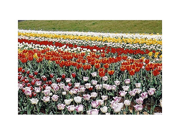 都市農業公園のチューリップ