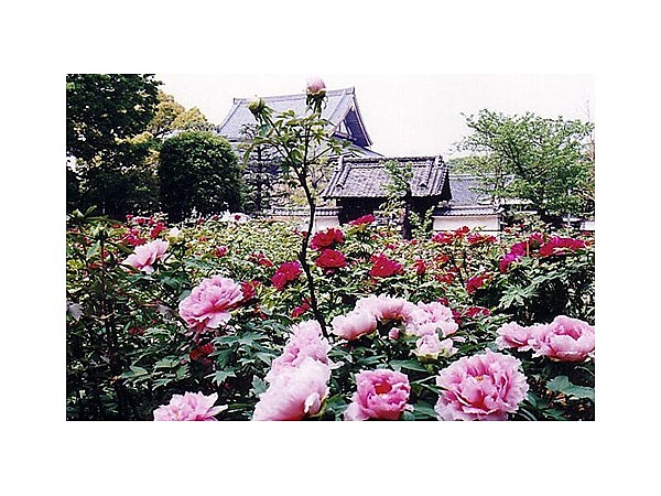 西新井大師のボタン