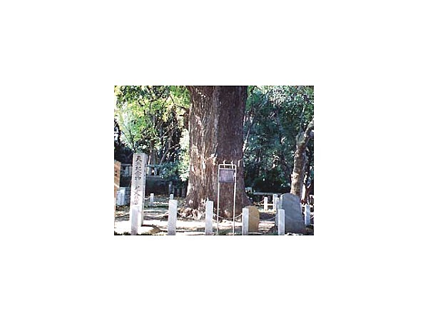 東照宮のイチョウ