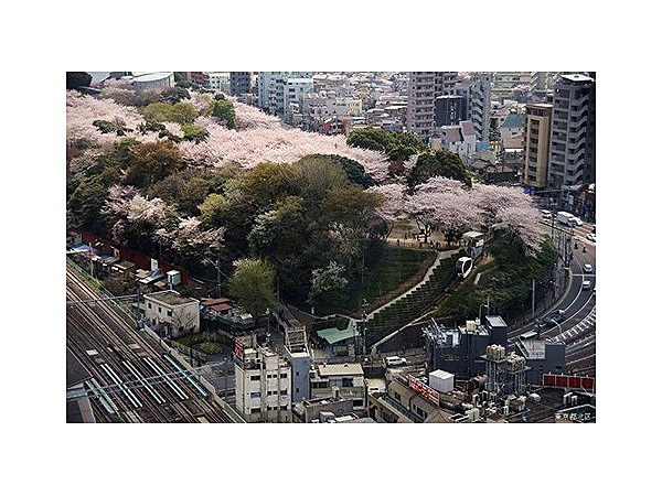 飛鳥山公園の桜