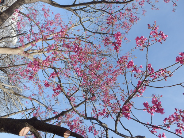 高ヶ坂団地の寒緋桜(町田市)