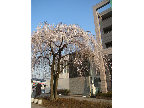 原町田５丁目交差点の枝垂れ桜