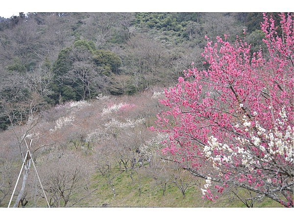 木下沢梅林
