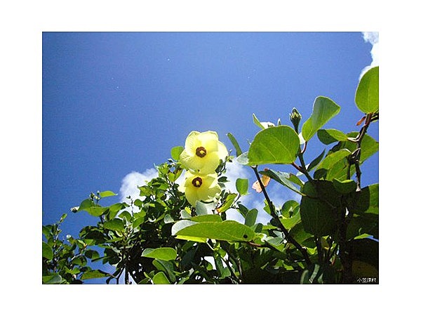 テリハハマボウ