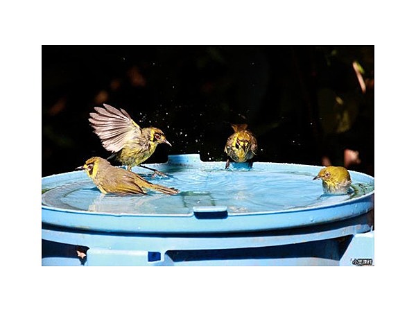 ハハジマメグロ