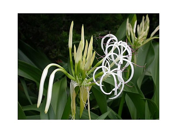 新島のハマユウ