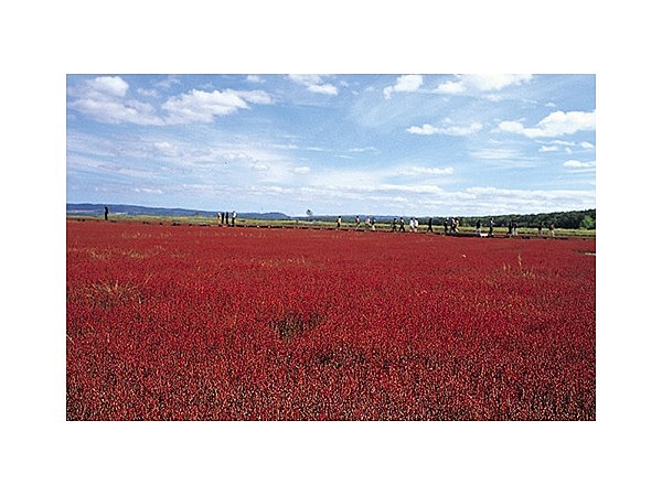 能取湖のサンゴ草群落