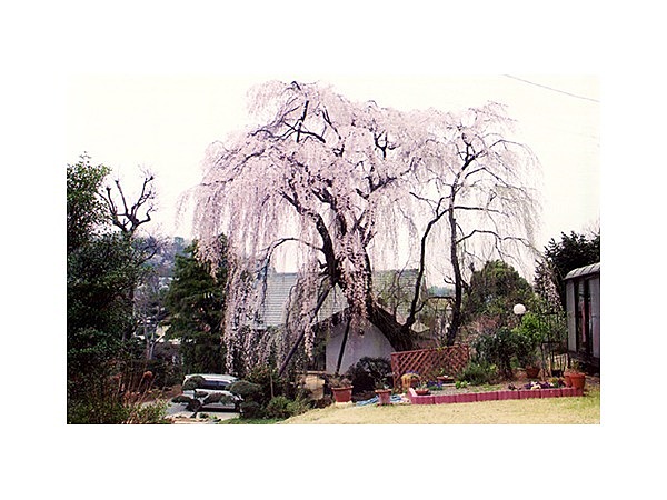 シダレザクラ(鶴牧西公園内)