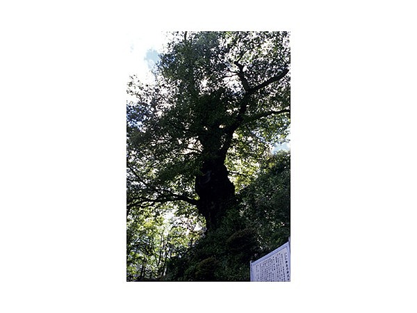 御岳山の神代ケヤキ