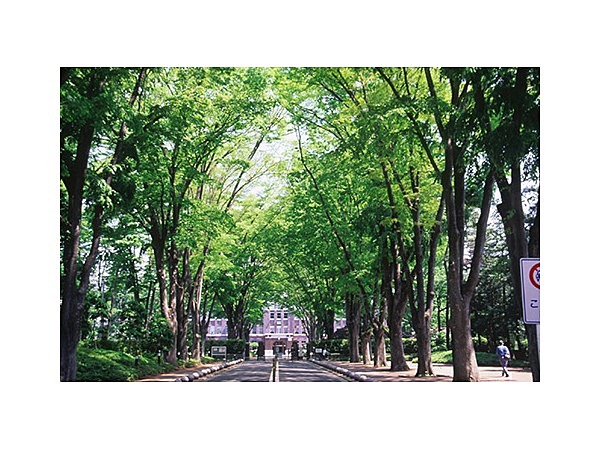 成蹊学園のケヤキ並木