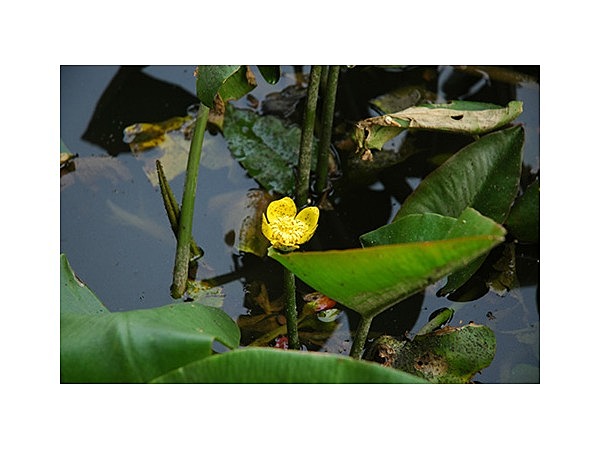 コウホネ(水元公園)
