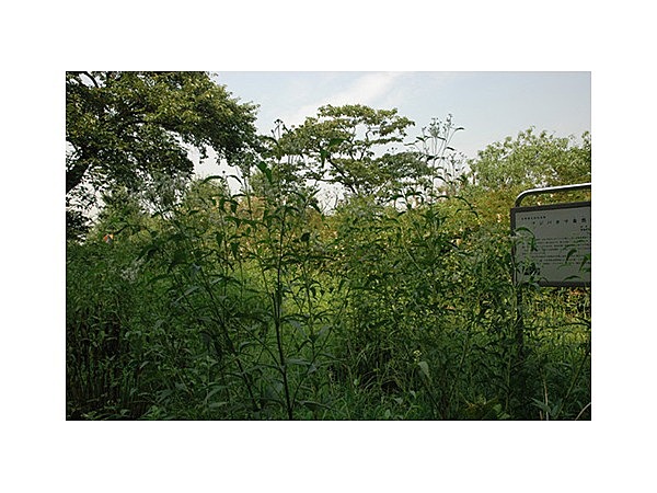 フジバカマ(水元公園)