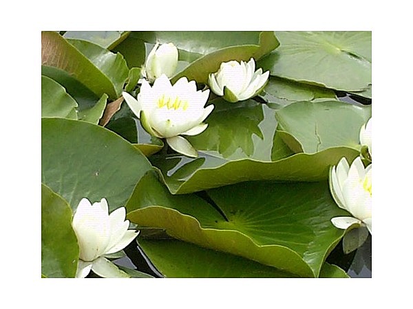 スイレン(水元公園)