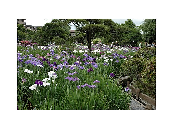 花菖蒲（堀切菖蒲園）