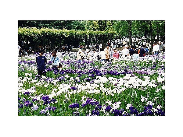 しょうぶ沼公園のハナショウブ