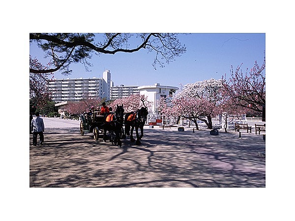 馬事公苑の桜