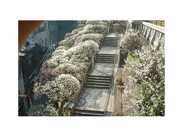 湯島天満宮の梅