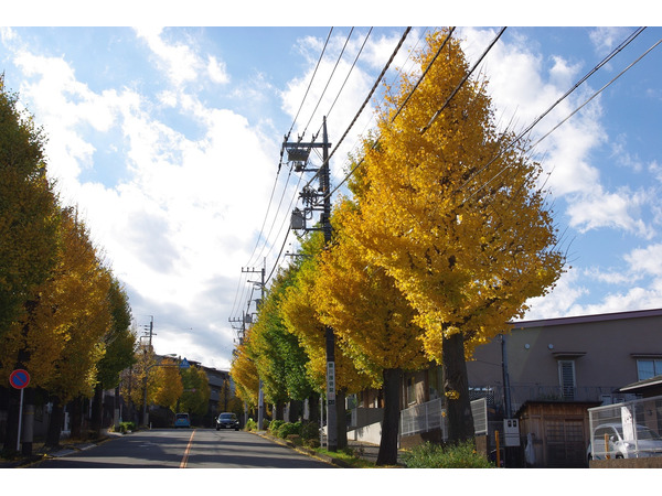 町田のイチョウ