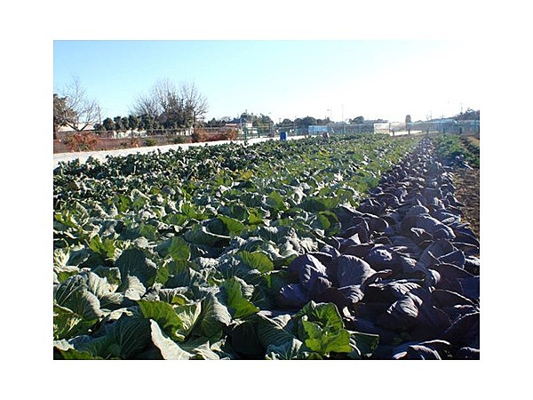 旬菜みのりファーム