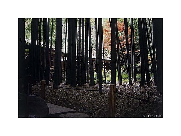 報国寺（竹寺）