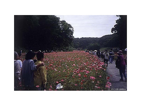 くりはま花の国