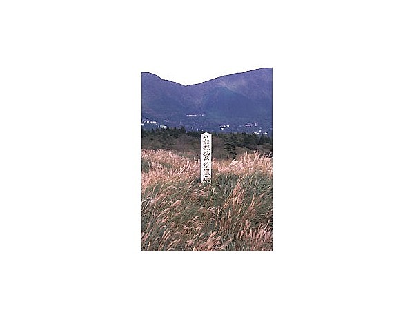 仙石原湿原植物群落