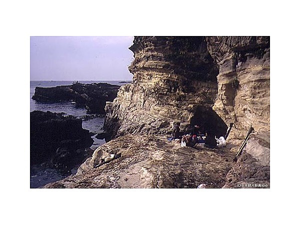 諸磯の隆起海岸