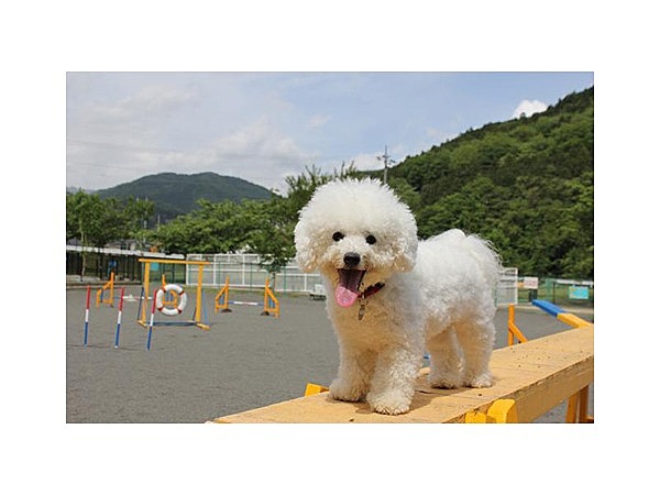 ふれあい動物村/ドッグラン