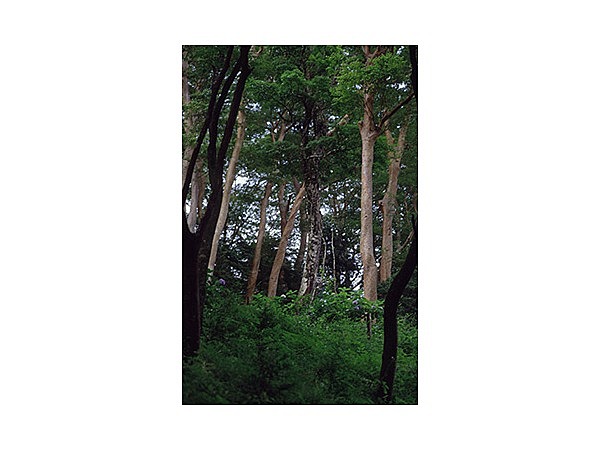 ヒメシャラの純林