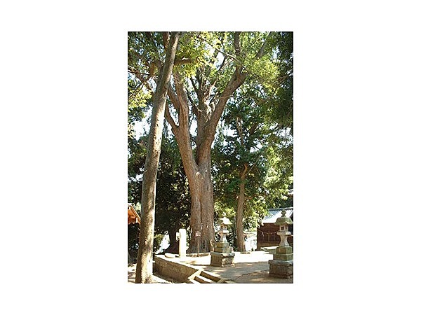 五霊神社の大イチョウと周辺の樹木