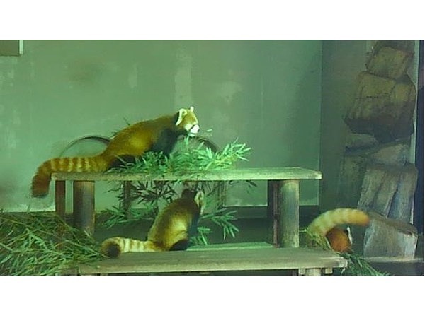 夢見ヶ崎動物公園