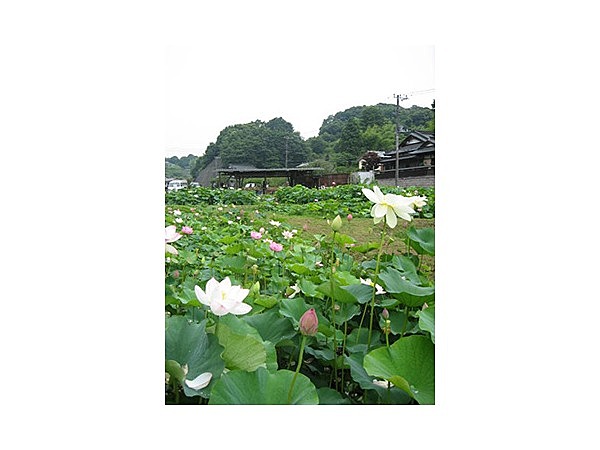 中井蓮池の里