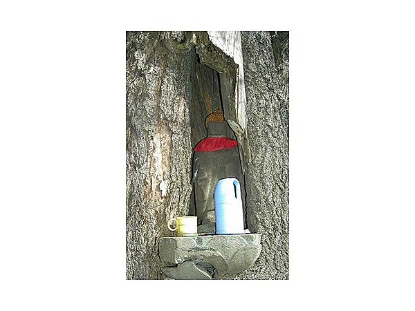 地蔵抱えのイチョウ